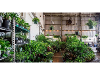 Huge Indoor Plant Warehouse Sale - Springtime Splendour